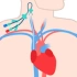 Cardiology Central Venous